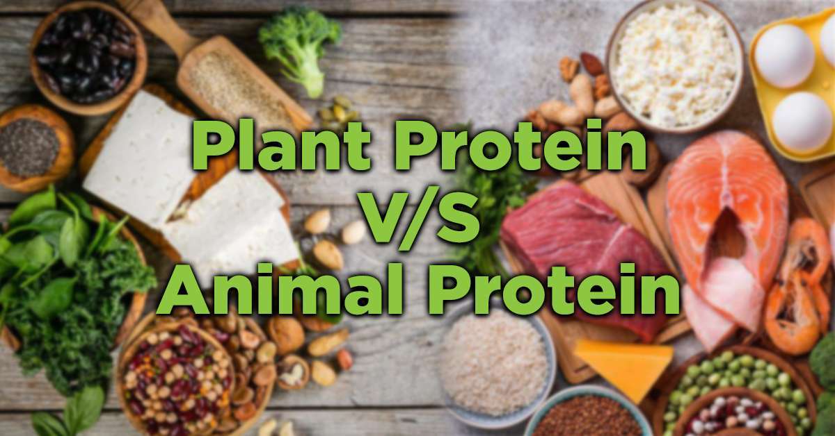 Plant and Animal Protein: Which is the Best?